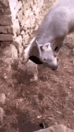 |搞笑GIF：孩子你开冰柜的方法总是那么特殊！