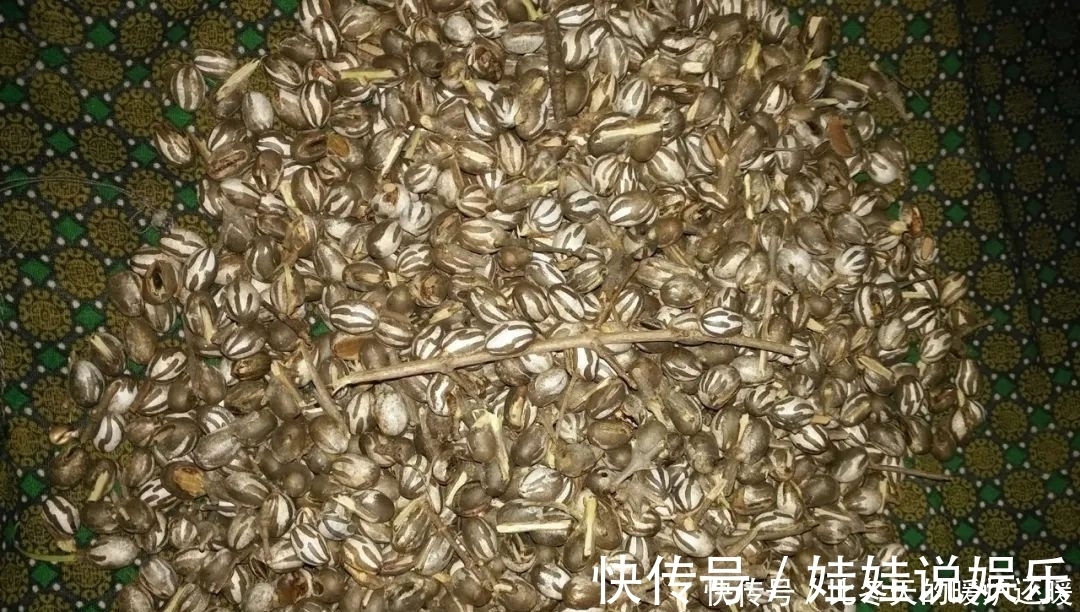 柳根鱼|如何钓柳根鱼？柳根鱼喜欢吃什么味型的食物？钓柳根鱼的技巧