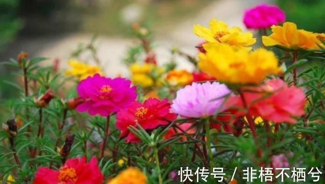 哪些花开花漂亮，花期又长？推荐5种花期超长的花卉