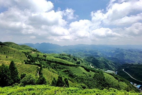 纳雍|毕节纳雍：把茶叶种到了2300米的山巅