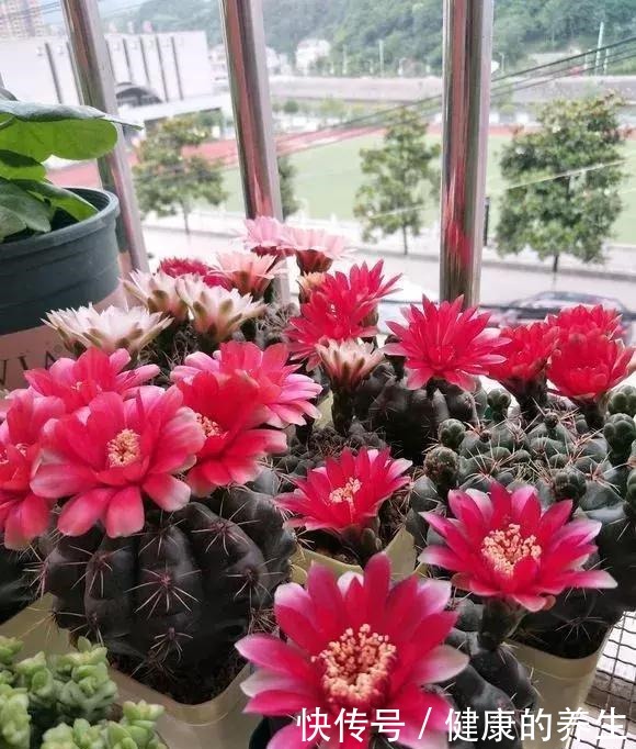 仙人球这样养,吹气似的长,比月季开花漂亮,一开花就爆满盆!