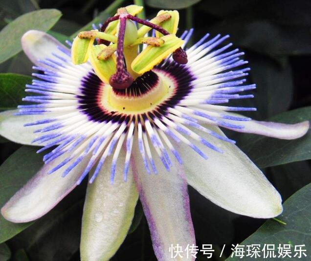 喜欢养菊花,不如养“西番莲”,花果俱美,花大而奇特,观赏性高