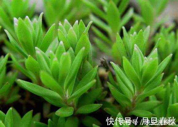 景天属|不起眼的它却是治肝奇药,也许你家花盆里就有
