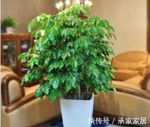 叶子|幸福树刷刷掉叶子，清楚几点，告别幸福树掉叶子