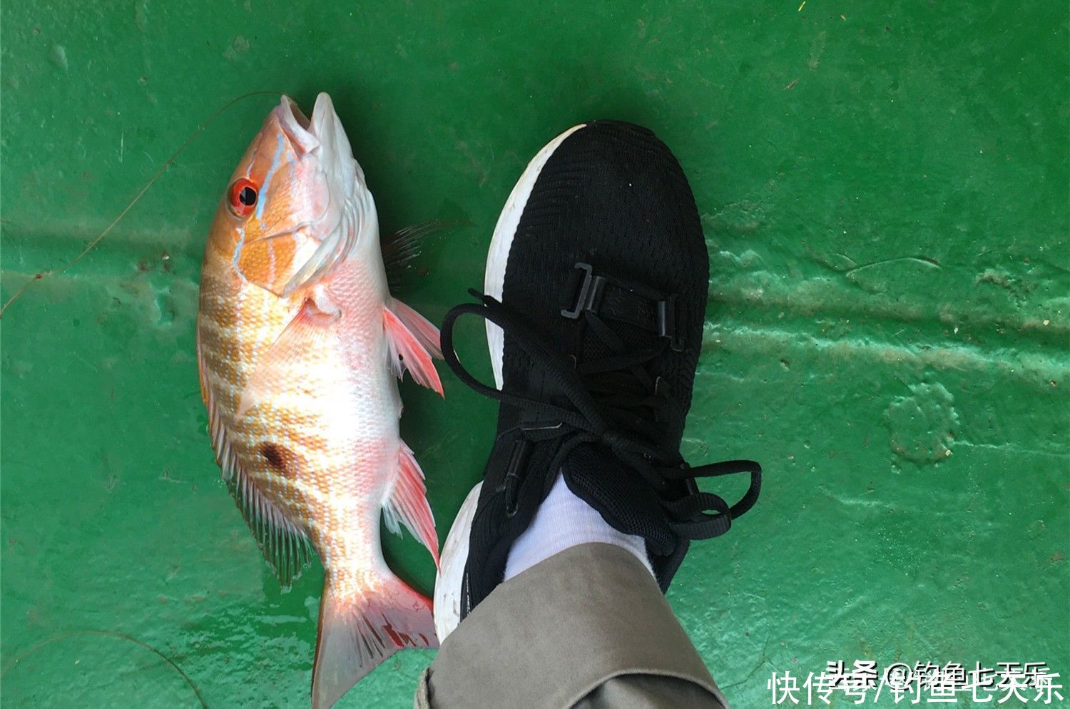 中国钓友巴拿马运河玩起海钓，八个月没下过船！靠钓鱼打发时间