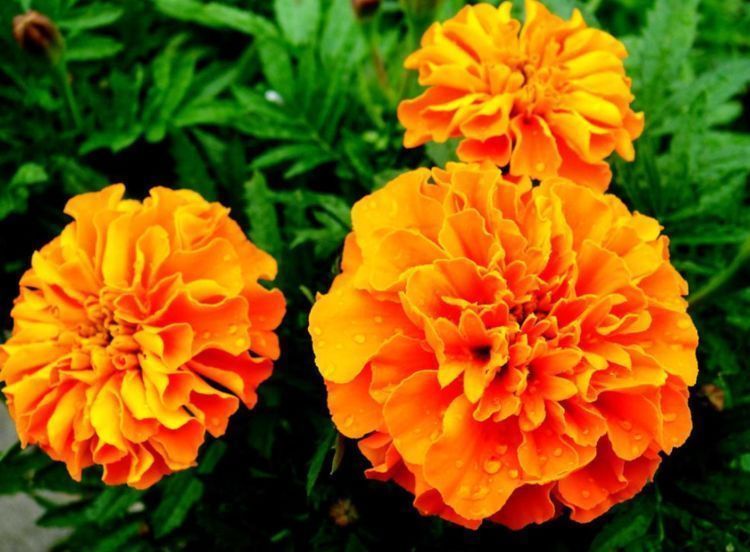 花色|家养4种“招财花”,花色艳丽,仙气十足,谁见了都想养!