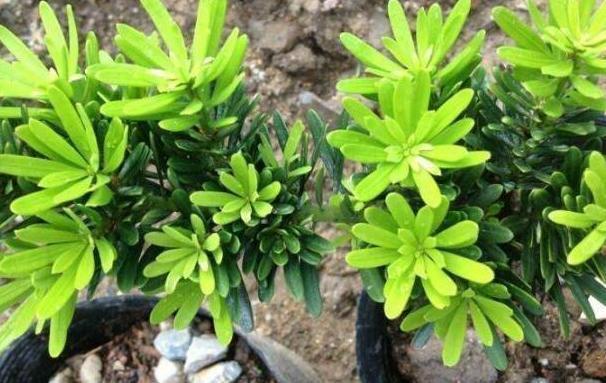 银杏树|这3款植物特适合居家盆栽,时间越久价值越高,还容易养活