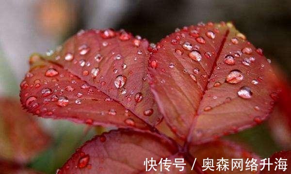 金璋|精选十二首带雨露的古诗词, 美到心醉, 分享