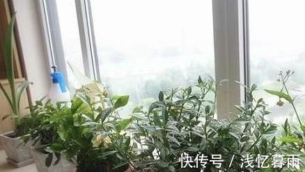 为什么有钱人家这几处都放植物听完内行人的话,我也想回家放!