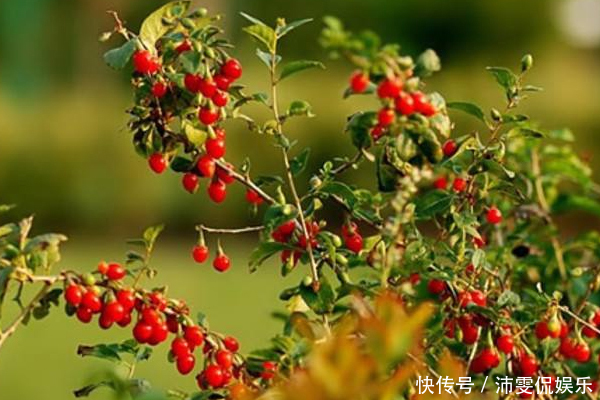 阴虚|枸杞泡水喝,不能加此物,大多数人犯了这个错误,早了解早好