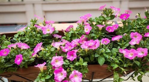 用淘米水浇水时加点它，保准让植物疯狂生长，花开爆盆！