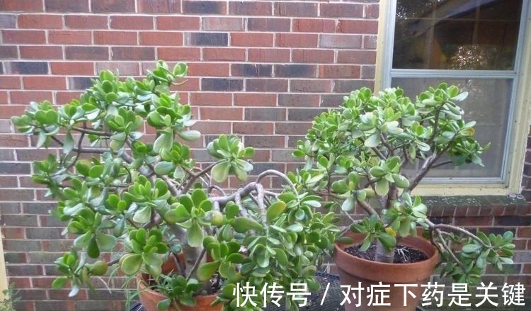 阳台上|为懒人准备的6种盆栽花卉, 一两个月忘记浇水也能活得滋润！