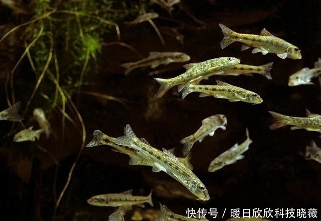 钓鱼|小杂鱼闹窝浮漂信号乱,钓鱼新手很头疼,其实解决办法很简单