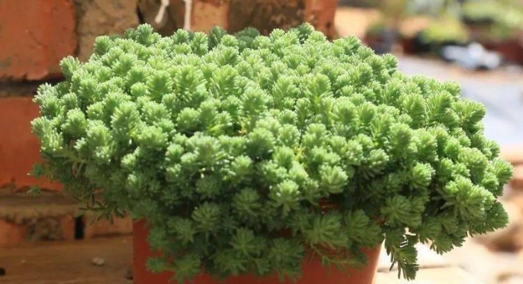 看似是草,实际是多肉,薄雪万年草,养殖抓住4个细节长得漂亮