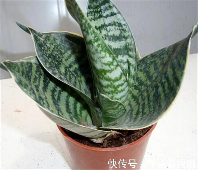 虎皮兰也要加餐，盆里掺上它，呼呼长成“大高个”！