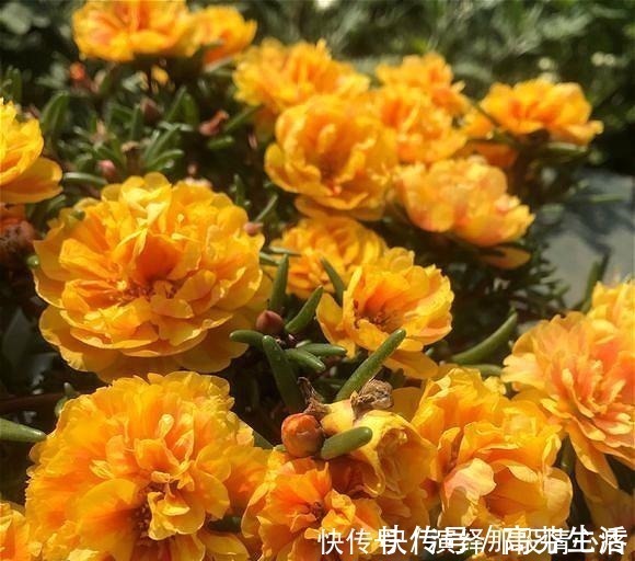 阳台上|阳台再小也要养盆“它”,花开似牡丹,从春开到冬,四季有花赏!