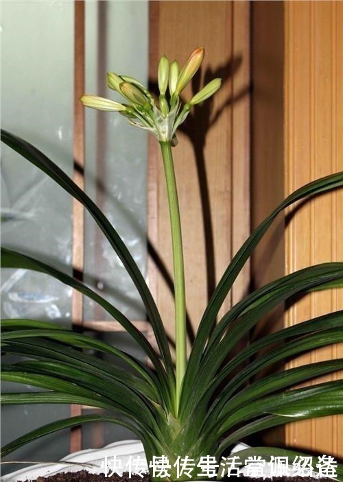 王大爷|退休老人养君子兰,花箭长到60厘米高,只用了1种土和1种水!