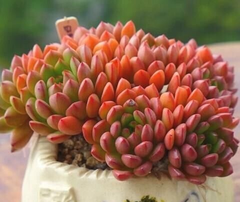 养多肉有4忌，避开了才能长得胖乎乎，独苗变成群生小老桩