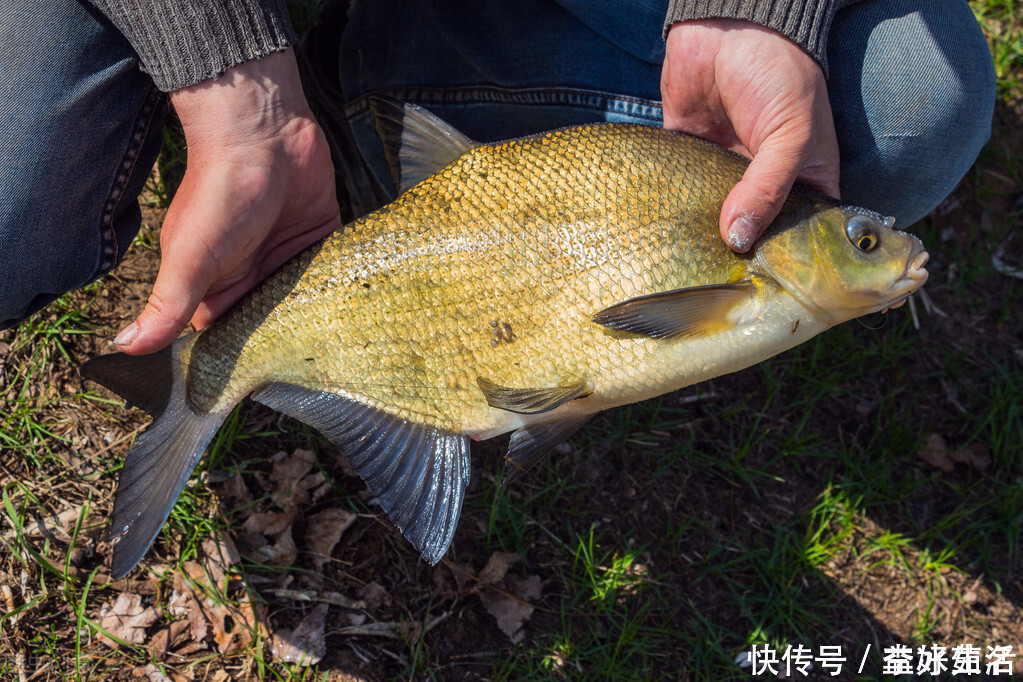 冬季鲫鱼从这3点入手轻轻松松打开鱼口，钓了这么多年才知道