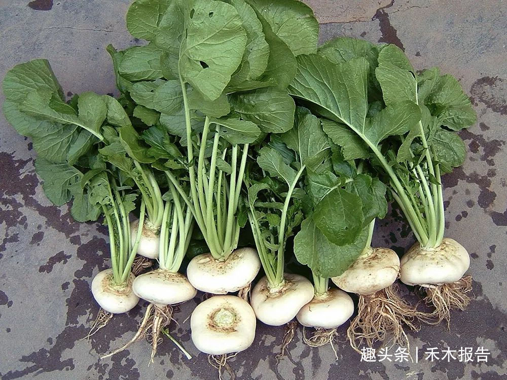 嘉话录|酷似萝卜,曾是古时行军粮,种植超2千年,如今常用来做成榨菜