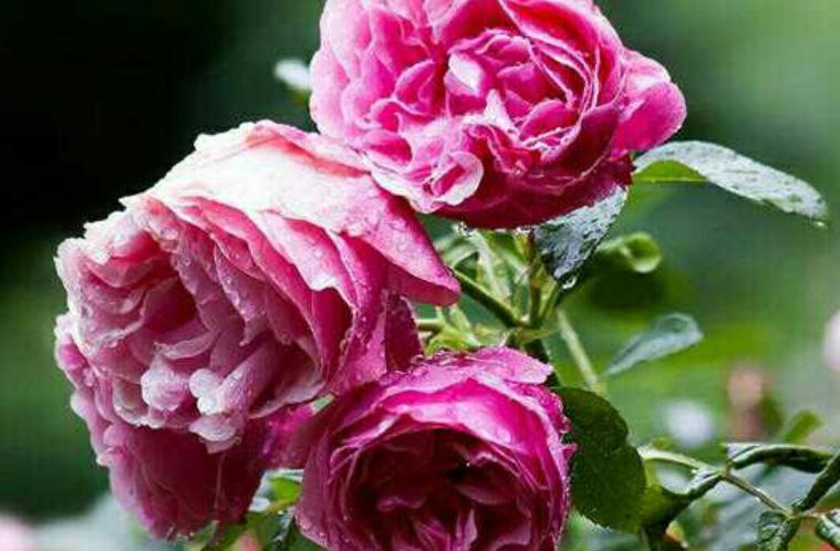 月季要养得吐水,秘方究竟是什么,快来了解一下