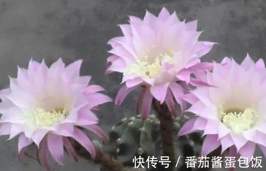 养殖|8种多肉皮实又好养,开花超级美丽,总有一种是你喜欢的