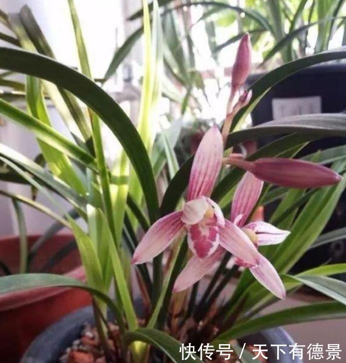 4种花养了就爆盆,清香扑鼻,给点阳光就灿烂,花开满盆!