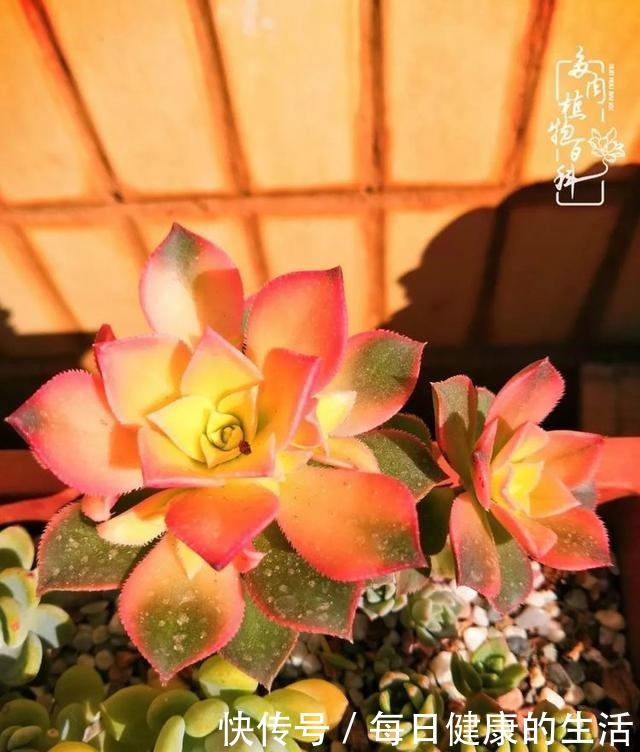 如何让多肉变美看看我是如何宠它们的!如何让多肉变美看看我是如何宠它们的!