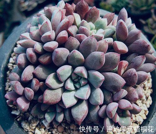 意境|10款意境深远的蓝色系多肉!养成老桩美呆了!越养越爱!