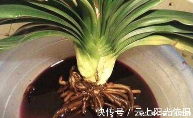 花根|君子兰不好养用上“这2种药片”,新芽呼呼冒,花开爆盆!