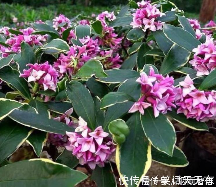 花期|家养几款植物,花期长花量大,好养又漂亮,入手不会亏