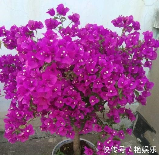 三角梅|扦插三角梅,移栽“手法”很重要,提高成活率,移一棵活一棵