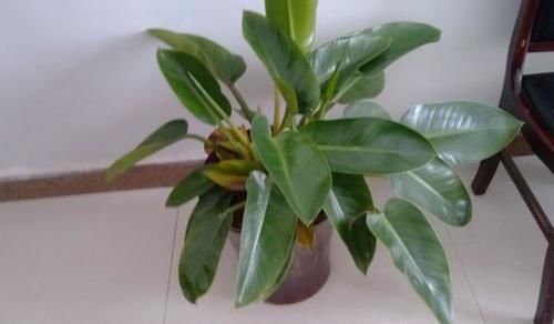 养花：新手用这5样“水”浇花，盆盆都能长得叶片油亮