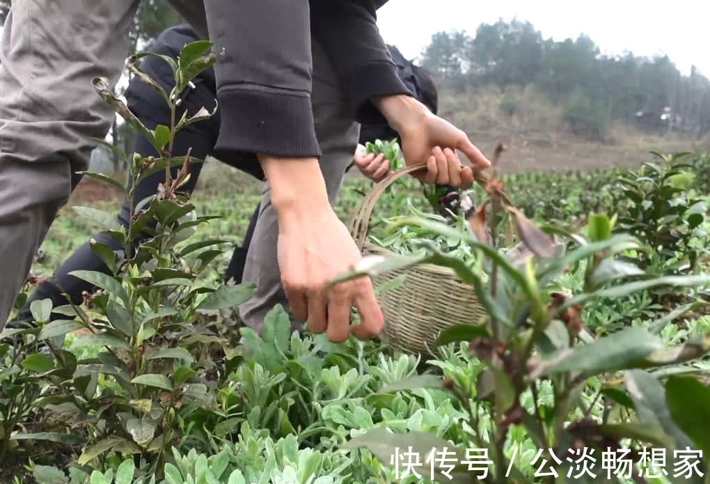 小吃|山间野菜太多,一会功夫就摘一背篓,拿回家可以做成特色美味小吃