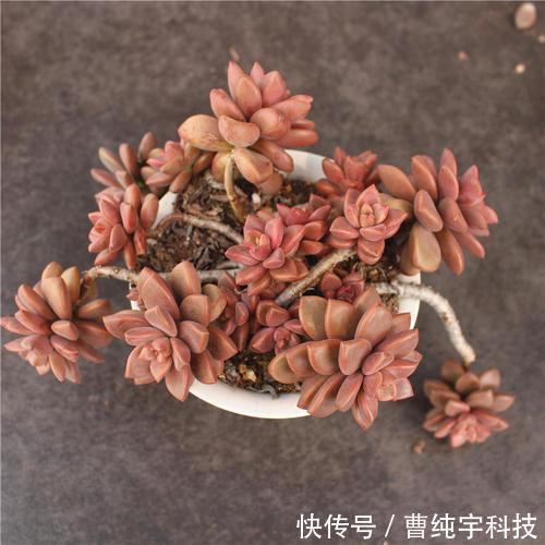 紫乐|入夏养多肉首选''4种'',好养易度夏,2年成“老桩”,高档又霸气!