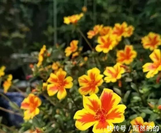 阳台养上6种花,再不担心没花赏,开花一茬接一茬,花朵鲜艳!