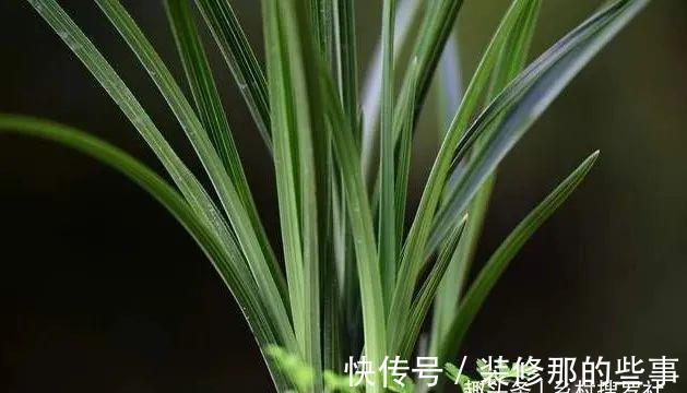 兰花一直养不壮？而且难开花？这些原因如何处理？教你一个小技巧