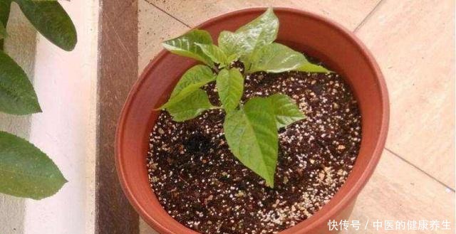 阳台养一盆辣椒,好养又漂亮,一个小技巧,一棵能结10斤!