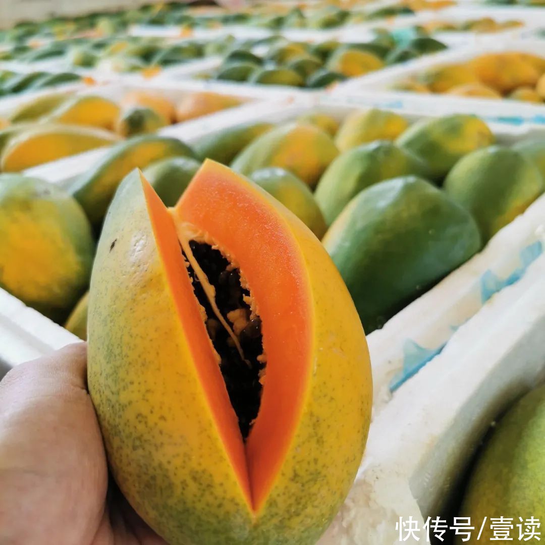 果加鲜果红心木瓜|摄影|产品|多迷 - 原创作品 - 站酷 (ZCOOL)