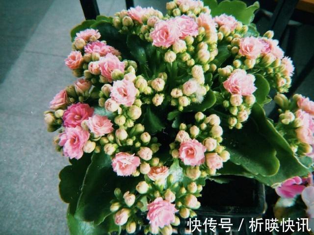 长寿花缺了“它”变成“傻大个”就是不开花,就是欠收拾!