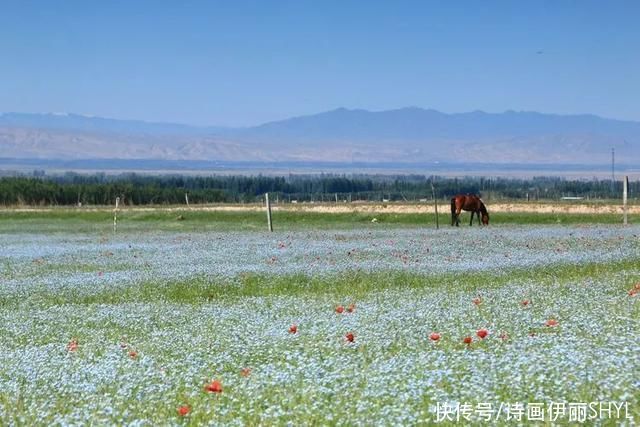 5月伊犁的草原山花烂漫，天山红花无疑是其中最靓丽的一道风景