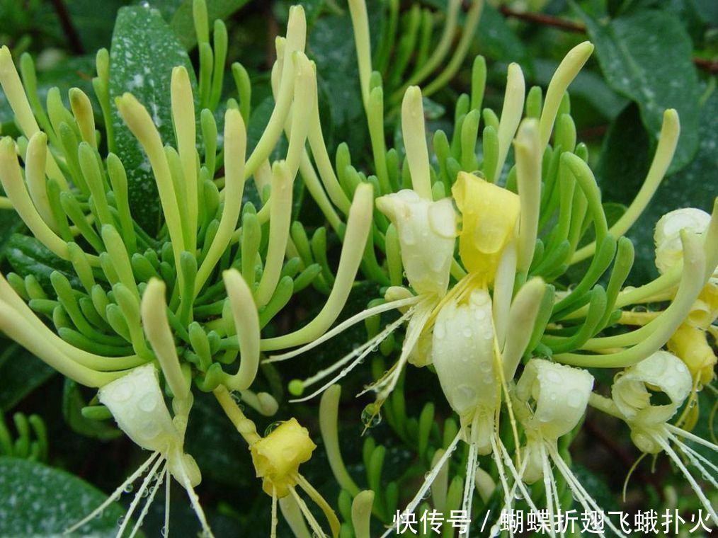 在家这样养金银花,让花朵轻松开满枝头,再也不用花钱买了