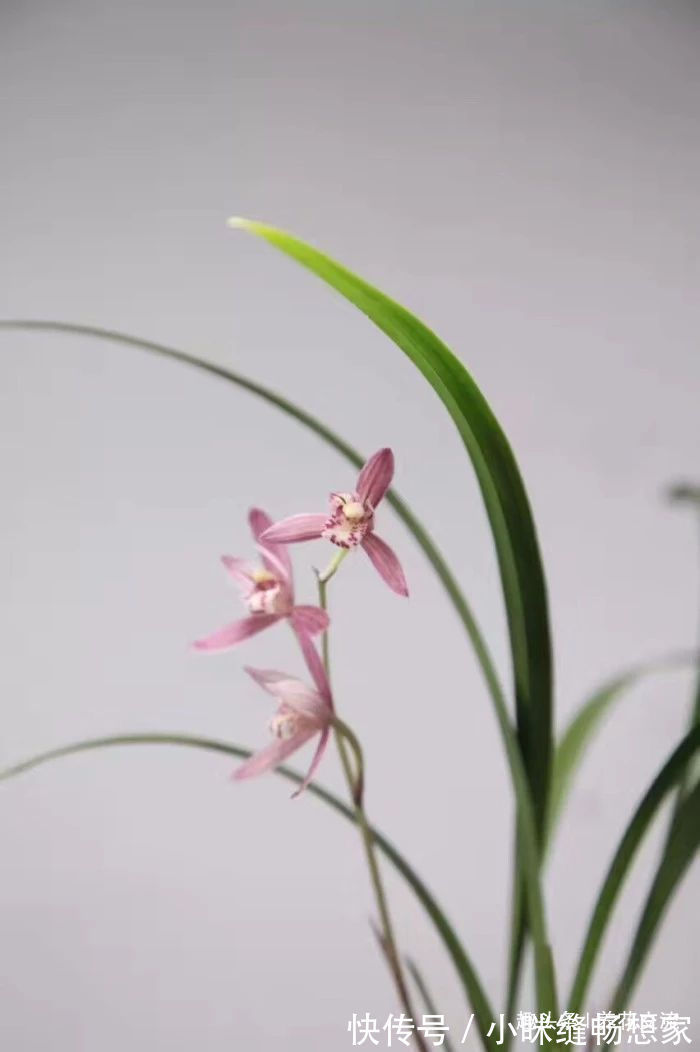 透气性|养护国兰和洋兰的几个基本技巧,学会浇水,盆栽养窗台边就好活