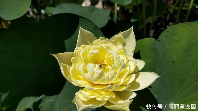 她在水缸里种荷花,开花比脸还大,满缸都是藕!