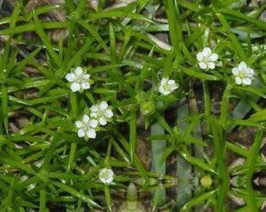 健康生|见到此野草,一定要拔回家,买60元一斤,作用非常大