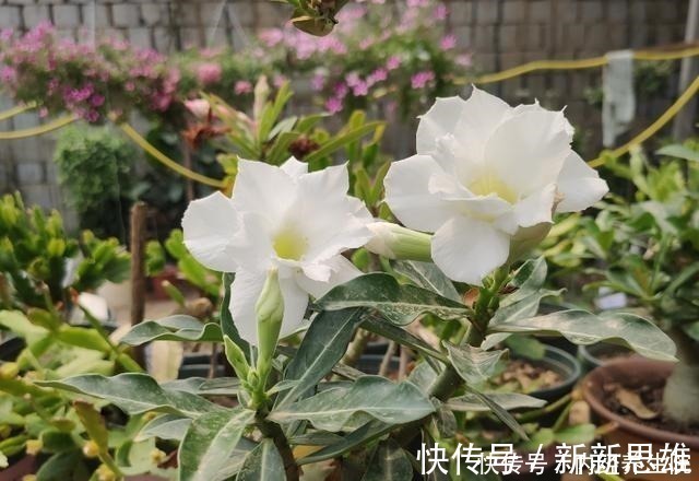 烂根|家中养沙漠玫瑰,土里加点“料”,怎么养都不烂根,花开不间断!