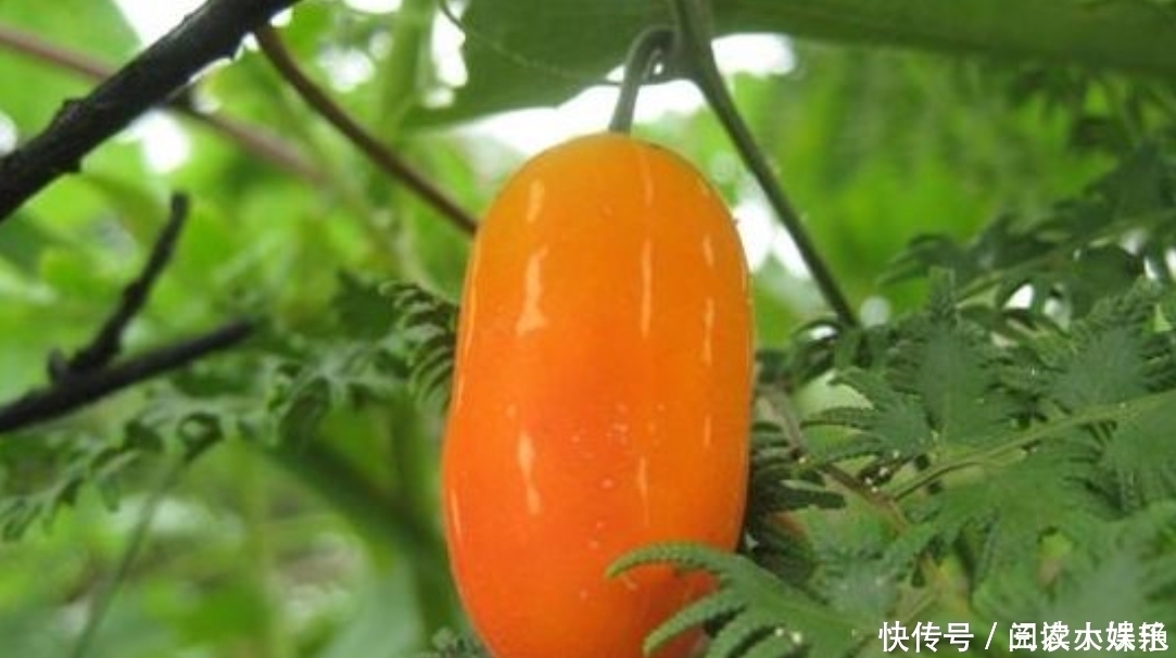 野果|农村一种常见的野果,市场上90元一斤,农村致富项目