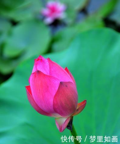 生肖牛|6月下旬，运势回升，4属相桃花朵朵，财源广进，未来一帆风顺