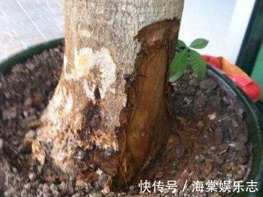 根系|绿萝、发财树蔫了别浇水，浇一盆死一盆，要这样救治