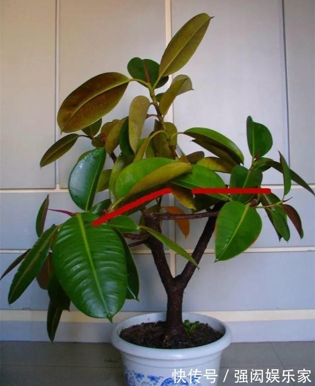 让橡皮树多“发芽”,记住1个“养花经”,30天冒出一排“新芽”